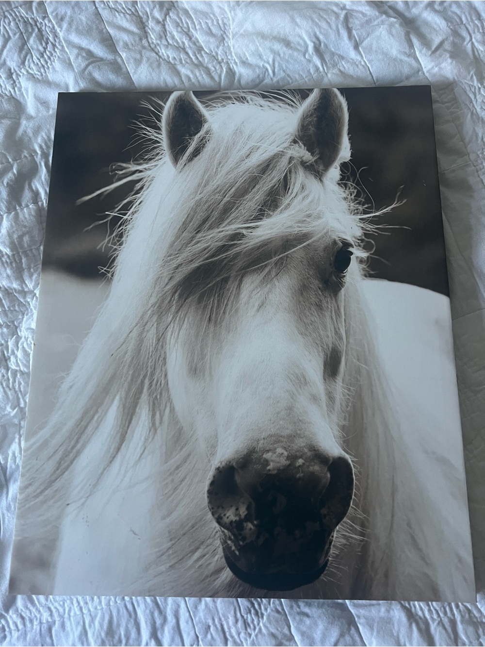 Elegant White Horse Photography Print - Home Art